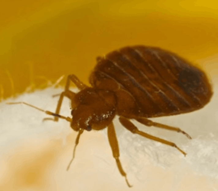 NanoSight customer review Laura Martinez